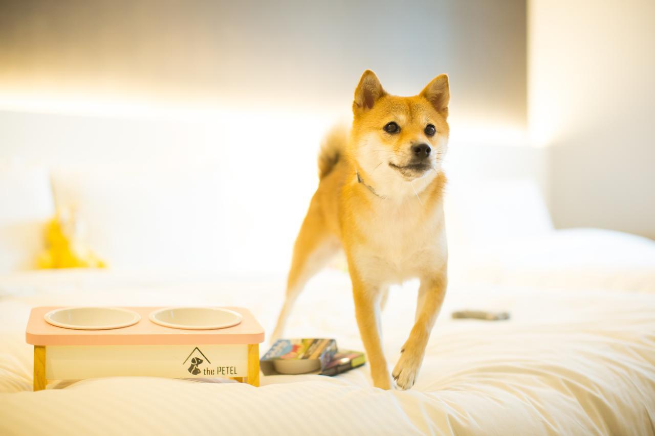 The Petel Premium Suite Busan Dış mekan fotoğraf