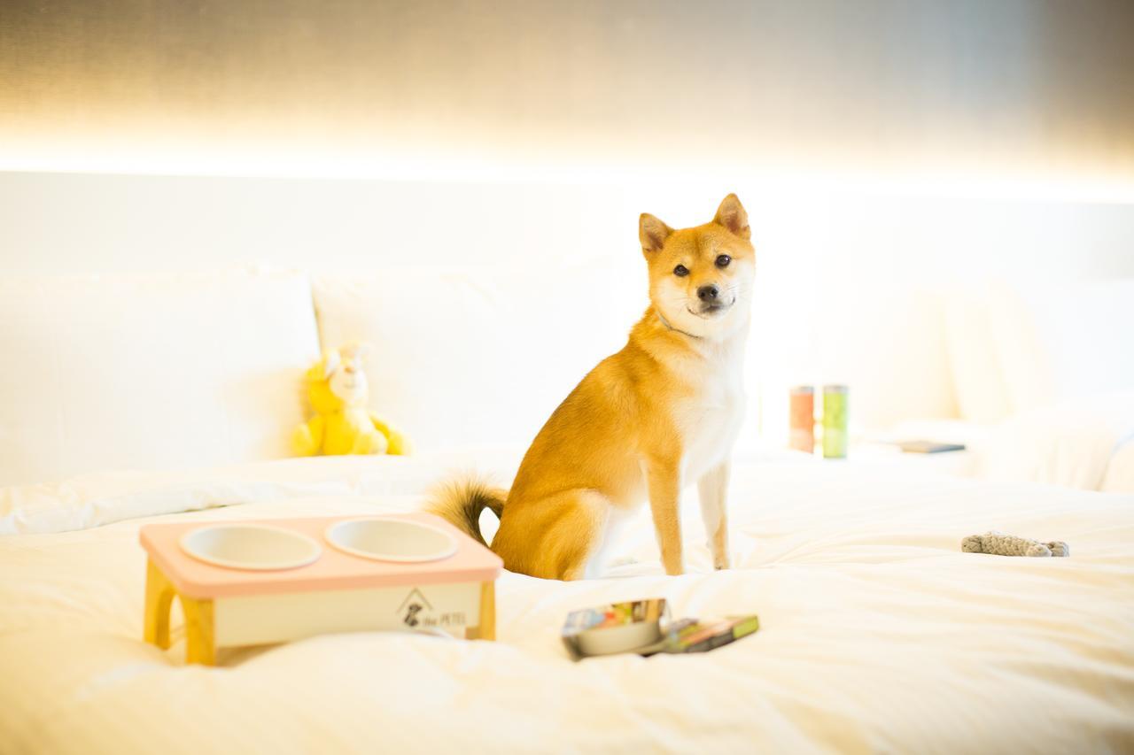 The Petel Premium Suite Busan Dış mekan fotoğraf